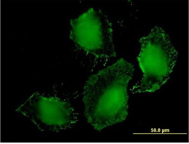 Monoclonal Anti-TLR9 antibody produced in mouse