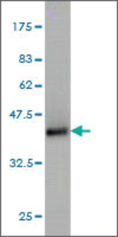 Monoclonal Anti-TPX2 antibody produced in mouse