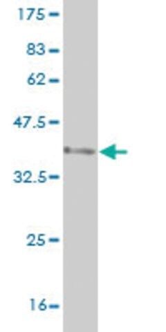 Monoclonal Anti-SEMA4B antibody produced in mouse