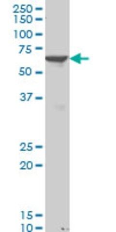 Monoclonal Anti-PAX8 antibody produced in mouse