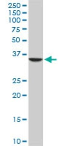 Monoclonal Anti-SEPT3 antibody produced in mouse