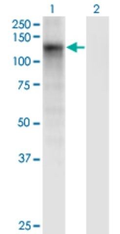 Monoclonal Anti-SART2 antibody produced in mouse