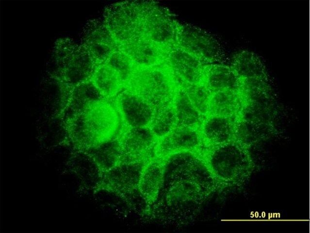 Monoclonal Anti-TRIB3 antibody produced in mouse