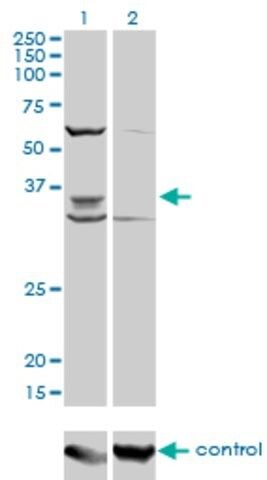 Monoclonal Anti-PAX9 antibody produced in mouse