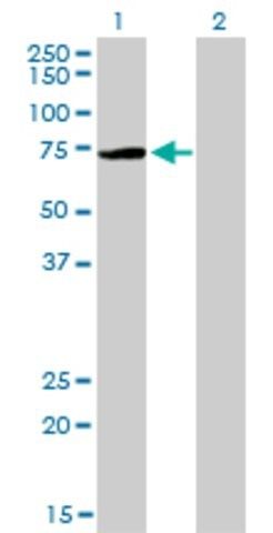 Monoclonal Anti-PIAS3 antibody produced in mouse