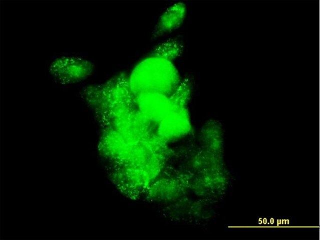 Monoclonal Anti-SMOC1 antibody produced in mouse