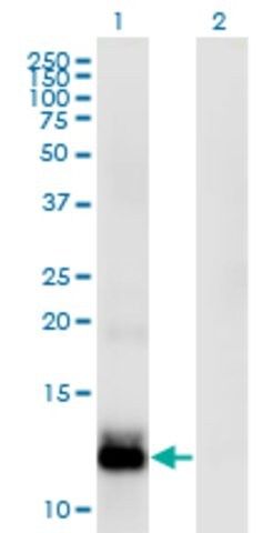 Monoclonal Anti-WFDC5 antibody produced in mouse