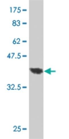 Monoclonal Anti-TRADD antibody produced in mouse