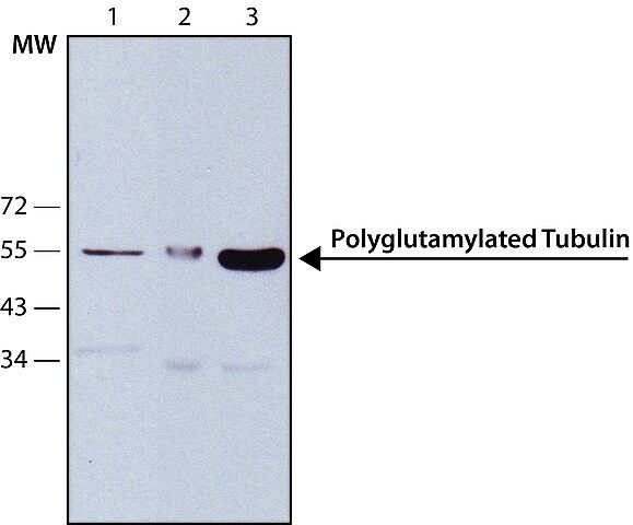 Anti-Tubulin, Polyglutamylated antibody, Mouse monoclonal antibody produced in mouse