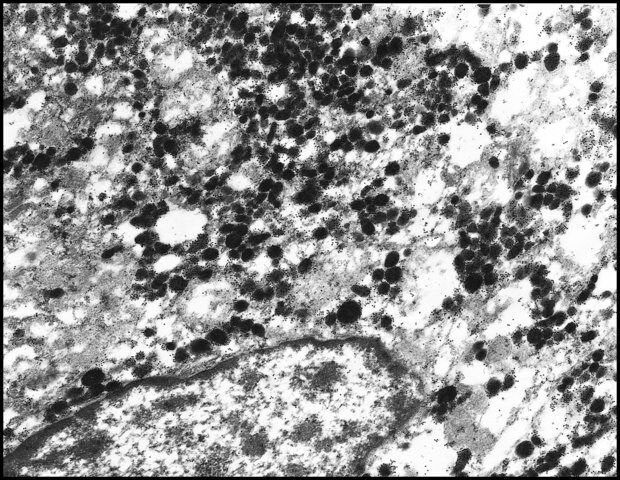 Anti-Rabbit IgG (whole molecule)CGold antibody produced in goat