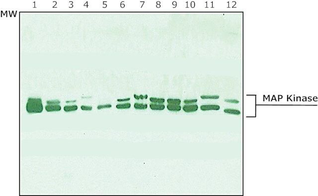 Anti-MAP Kinase (ERK-1, ERK-2) antibody produced in rabbit