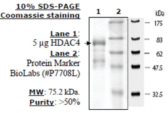 HDAC-4 human