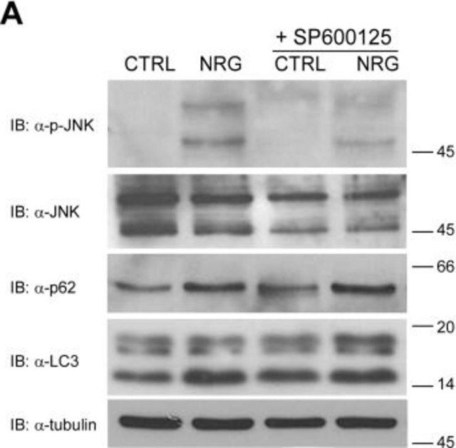 Monoclonal Anti--Tubulin I antibody produced in mouse