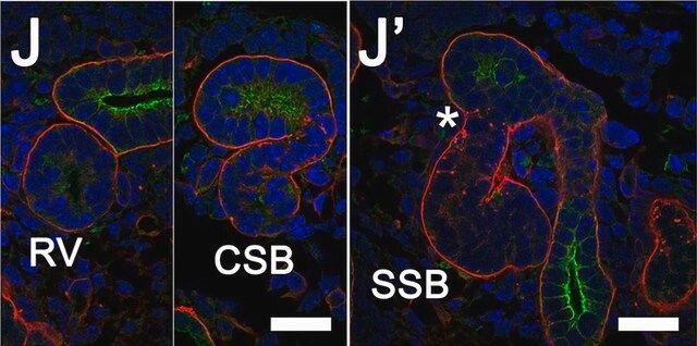 Monoclonal Anti-Cytokeratin, pan-FITC antibody produced in mouse