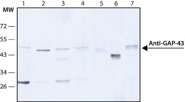 Monoclonal Anti-Growth Associated Protein-43 antibody produced in mouse