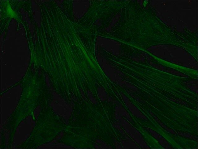 Monoclonal Anti-ActinCFITC antibody produced in mouse