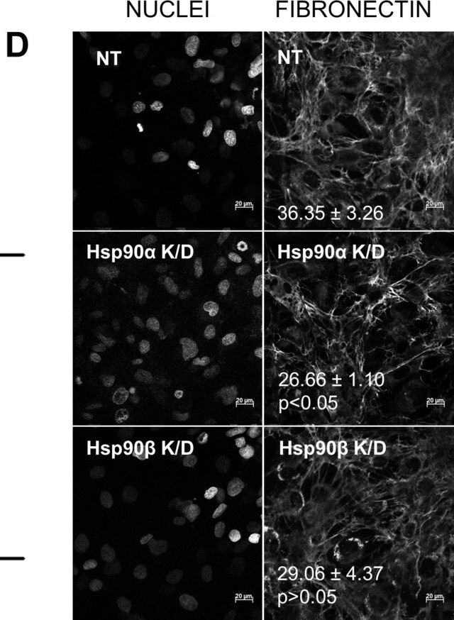 Monoclonal Anti-Fibronectin antibody produced in mouse