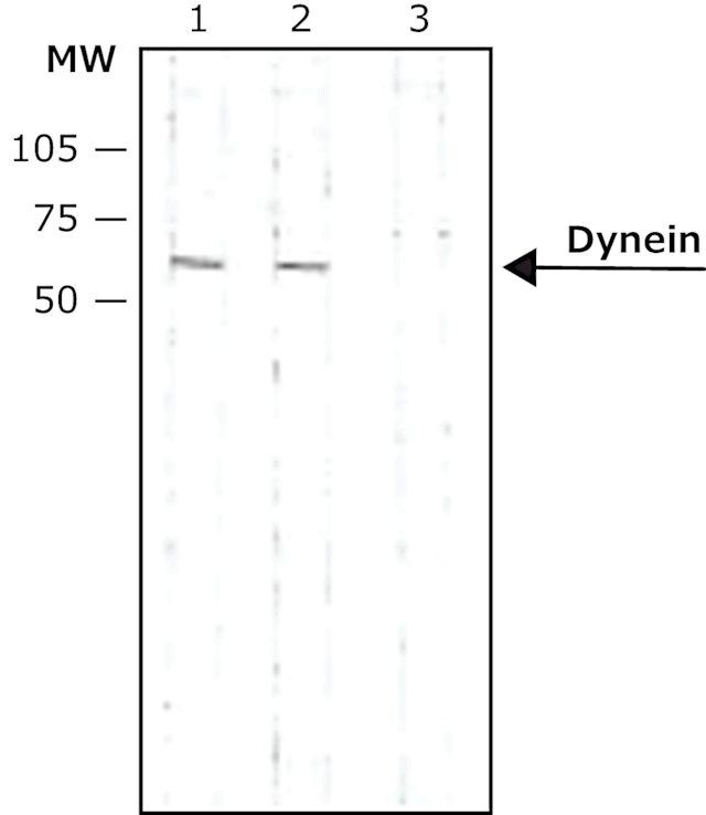 Monoclonal Anti-Dynein (Intermediate Chain) antibody produced in mouse