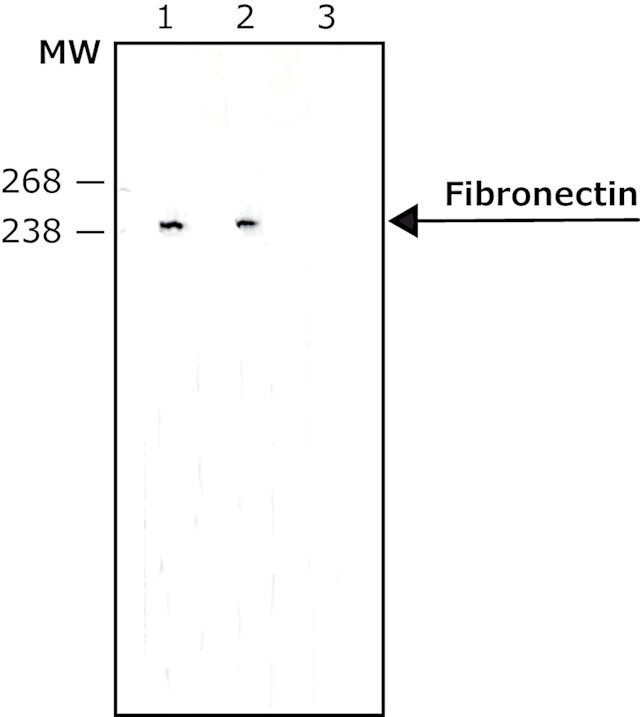 Monoclonal Anti-Fibronectin antibody produced in mouse