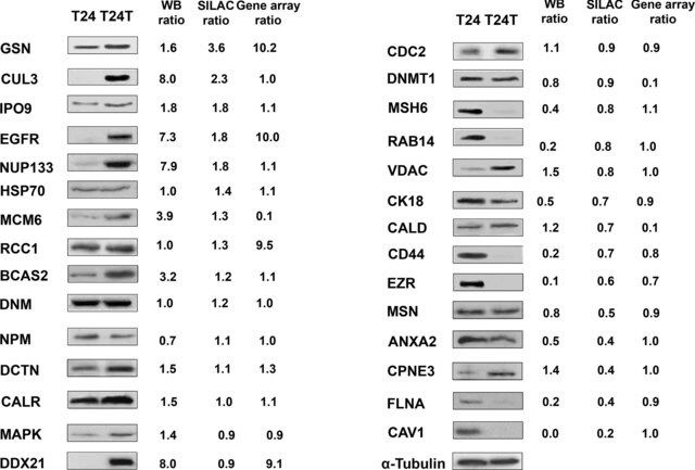 Monoclonal Anti-Ezrin antibody produced in mouse