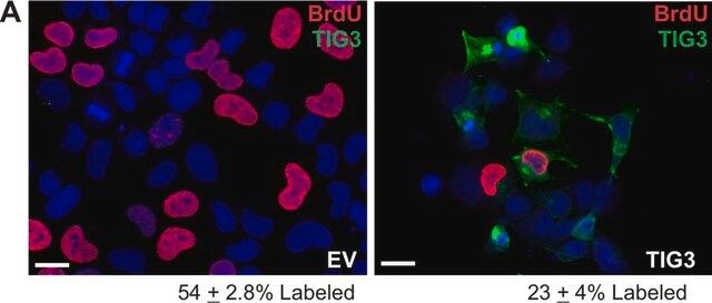 Monoclonal Anti-BrdU antibody produced in mouse