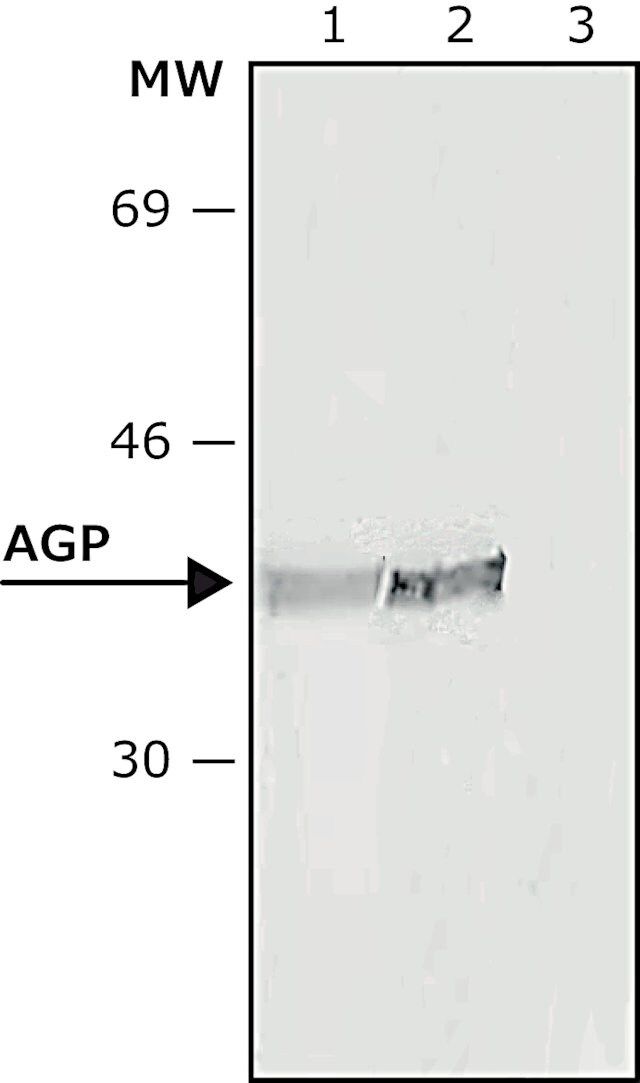 Monoclonal Anti-<sub>1</sub>-Acid Glycoprotein antibody produced in mouse