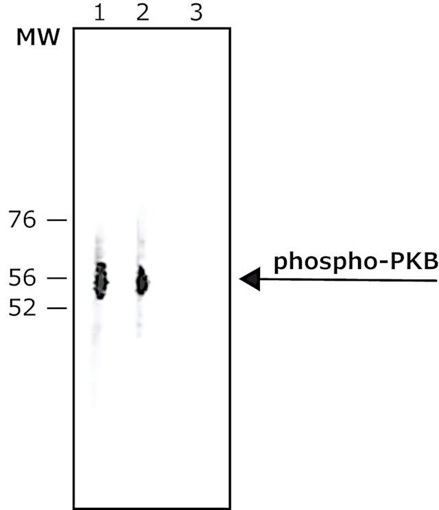 Anti-phospho-PKB (pThr<sup>308</sup>) antibody produced in rabbit