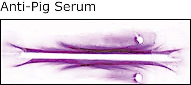 Anti-Pig Serum antibody produced in rabbit