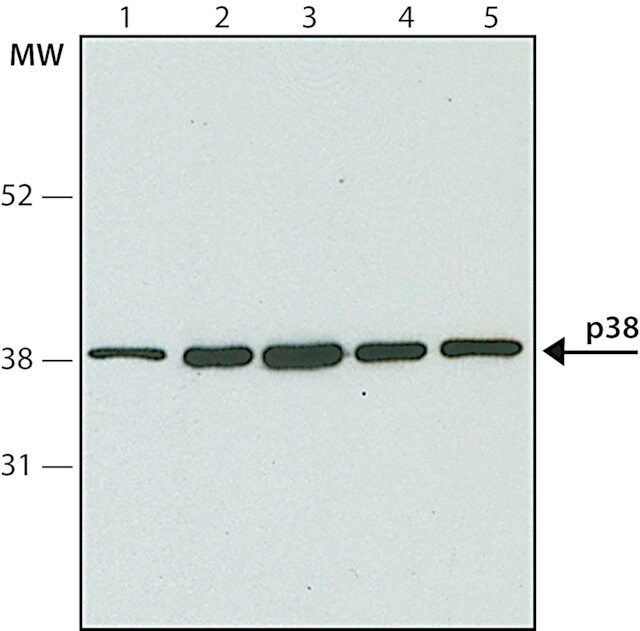 Anti-p38 MAP Kinase antibody produced in rabbit