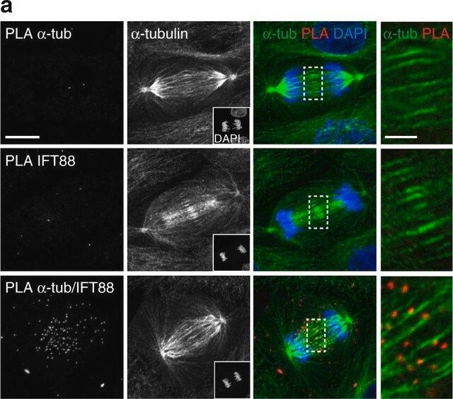 Anti--Tubulin-FITC antibody, Mouse monoclonal