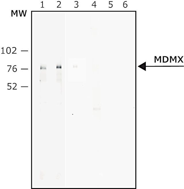 Anti-MDMX antibody, Mouse monoclonal antibody produced in mouse