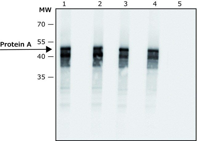 Anti-Protein A antibody, Mouse Monoclonal