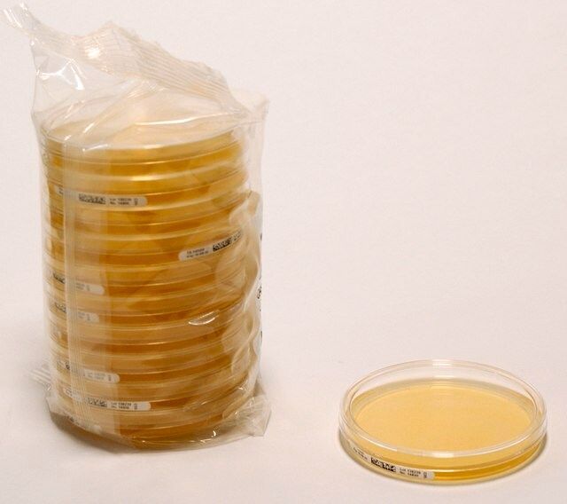 Malt Extract Agar