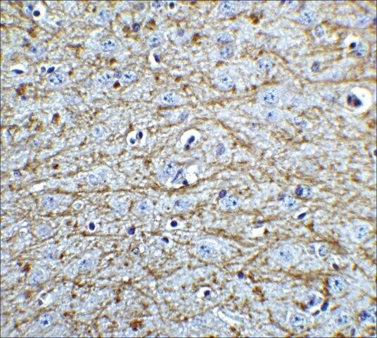 Anti-SOX2 antibody produced in rabbit