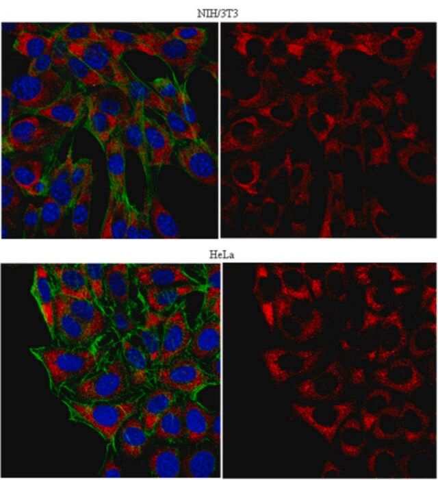 Anti-PABPC1/C3 Antibody