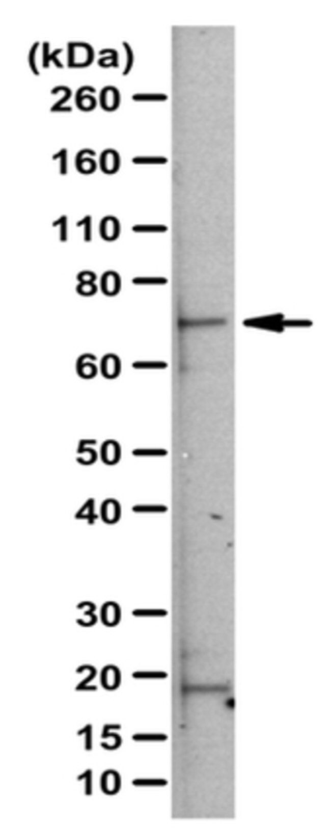 Anti-RLIM/Rnf12 Antibody