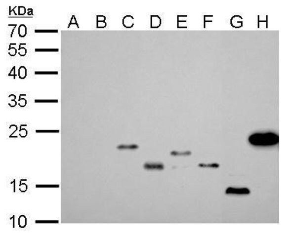 Monoclonal Anti-6X His tag antibody produced in mouse