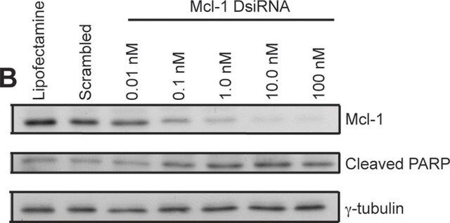 Monoclonal Anti--Tubulin antibody produced in mouse