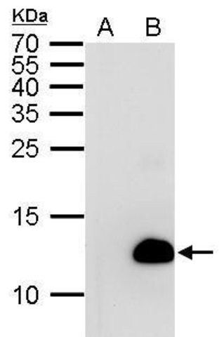 Monoclonal Anti-6X His tag antibody produced in mouse