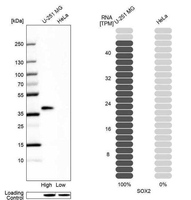 Anti-SOX2 antibody produced in rabbit