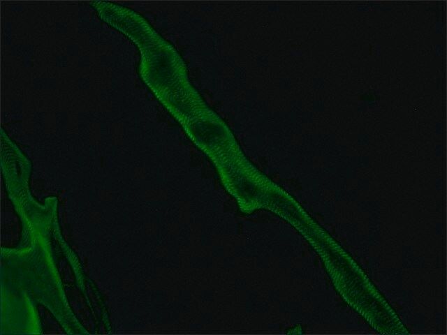 Monoclonal Anti-Titin antibody produced in mouse