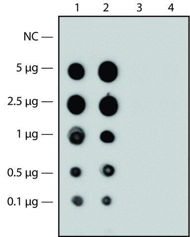 Monoclonal Anti-Factor V antibody produced in mouse