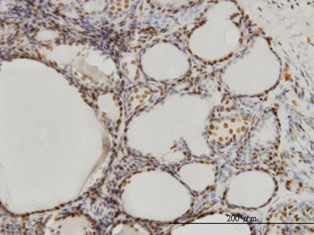 Monoclonal Anti-SFPQ antibody produced in mouse