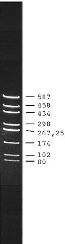 pUC18 DNA <i>Hae </i>III Digest