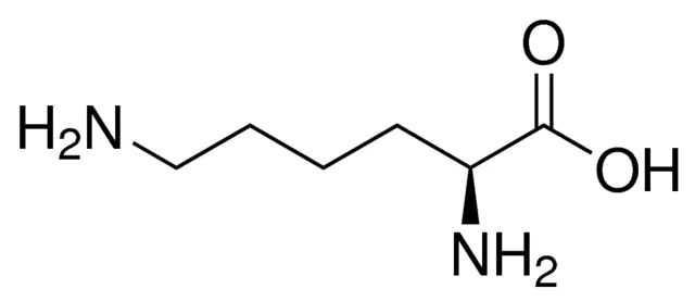 <sc>L</sc>-Lysine