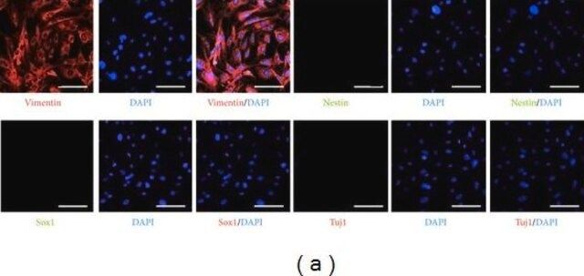 Monoclonal Anti-Vimentin antibody produced in mouse