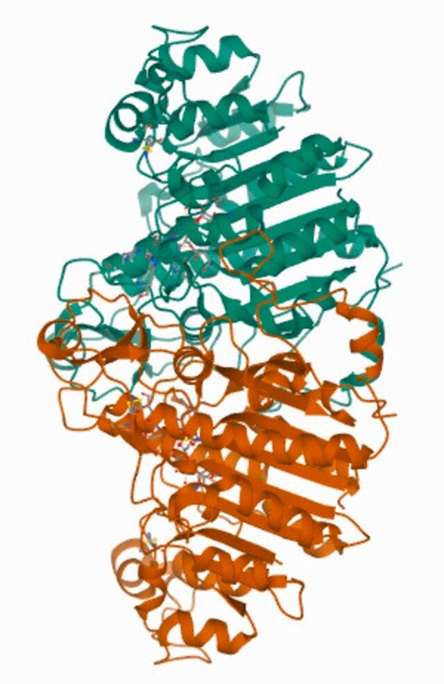 Amino-terminal FLAG-BAP<sup>TM</sup> Fusion Protein