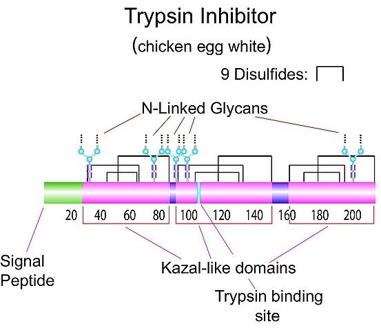 Trypsin inhibitor from chicken egg white