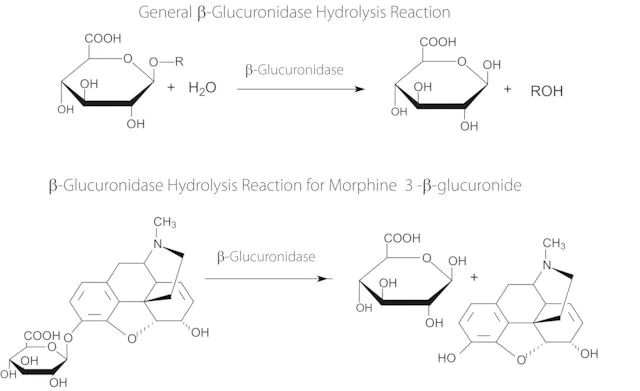 -Glucuronidase from <i>Helix aspersa</i> (garden snail)