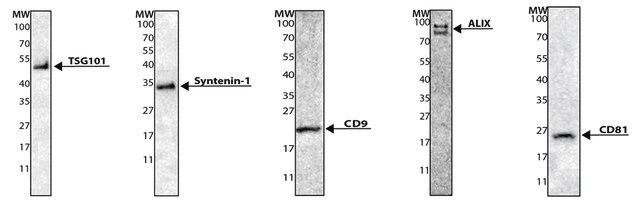 Exosome standards, fluorescent